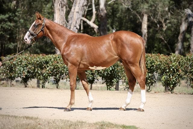 Avatar-HorsesAvailable