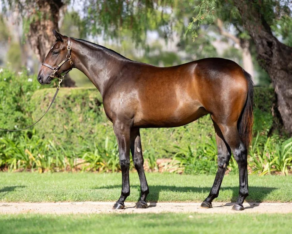 ATHLETIC BROWN FILLY BY FIRST SEASON SIRE OLE KIRK OUT OF VIENNA CLASSIC (BY SNITZEL)