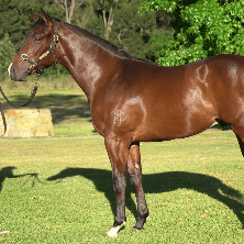 Toronado x Stage Princess